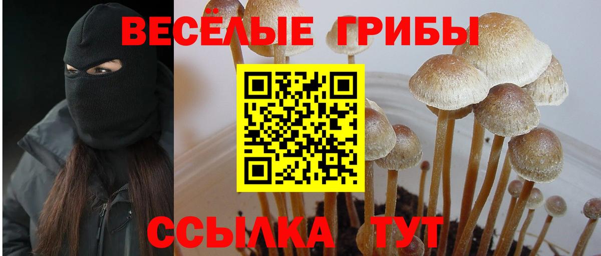 Псилоцибиновые грибы Cubensis Красноярск